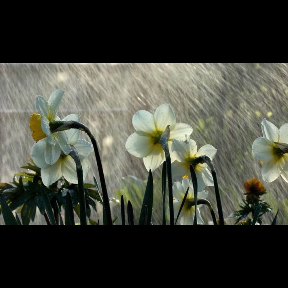 Meet your Posher, Shara